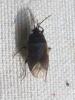 Drymus sp.